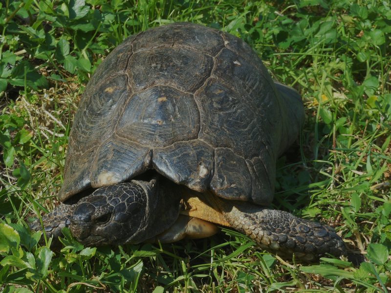 Testudo marginata